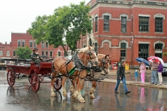 Belgian Horses